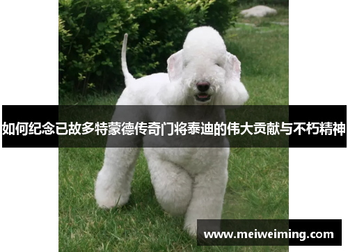 如何纪念已故多特蒙德传奇门将泰迪的伟大贡献与不朽精神